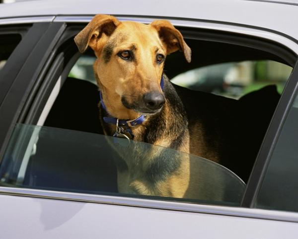 Como remover o cheiro de cão do carro – 6 passos